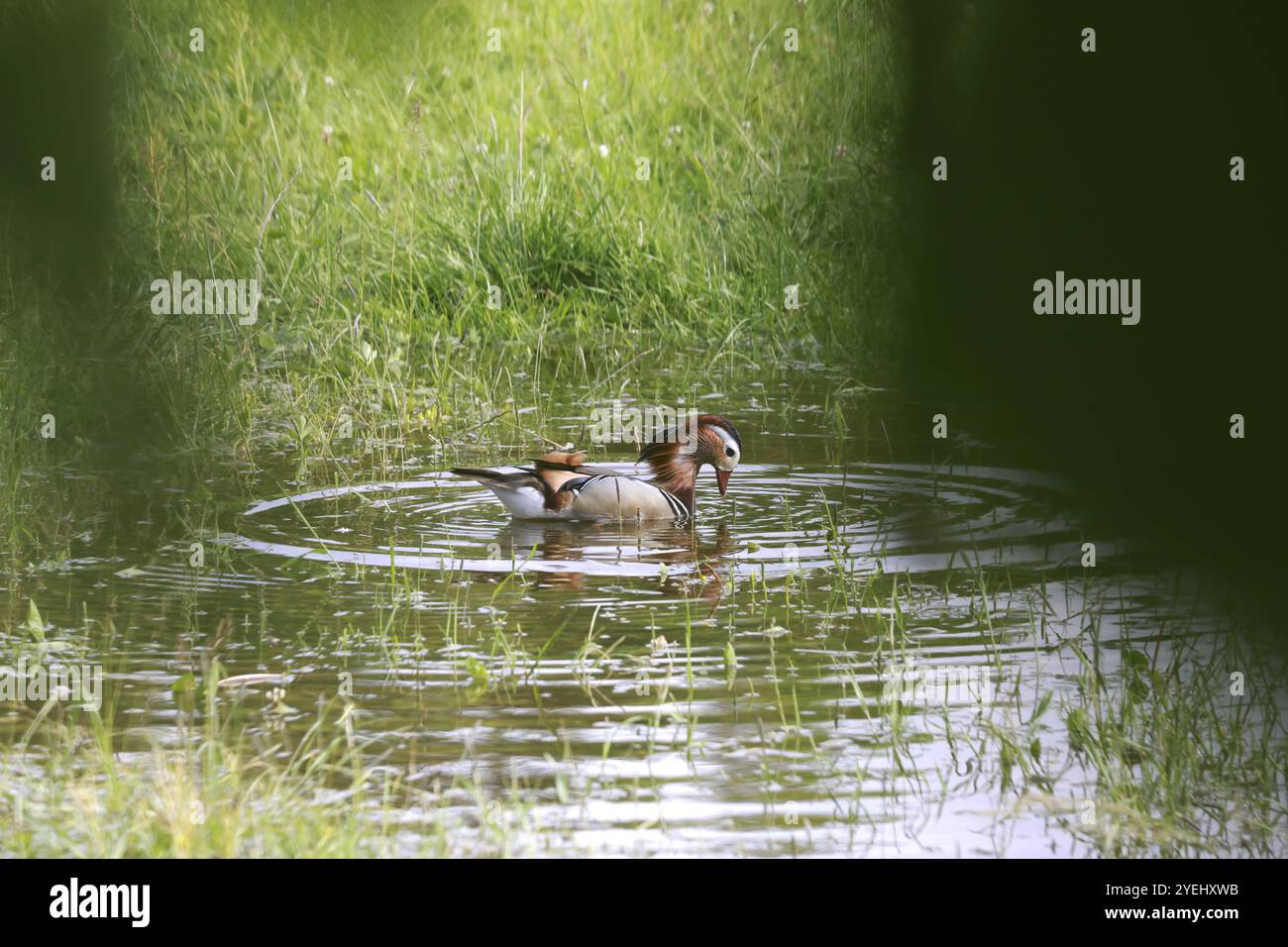 Canard mandarin mâle (Aix galericulata) nageant dans un étang sur une prairie inondée, Burghausen, haute-Bavière, Bavière, Allemagne, Europe Banque D'Images