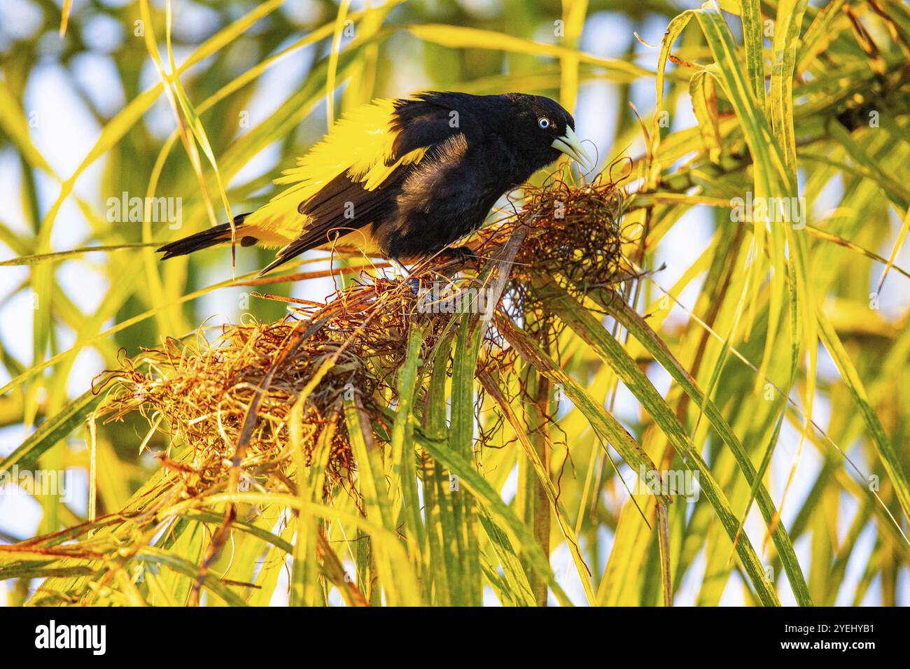 Cacique jaune (Cacicus cela) Pantanal Brésil Banque D'Images