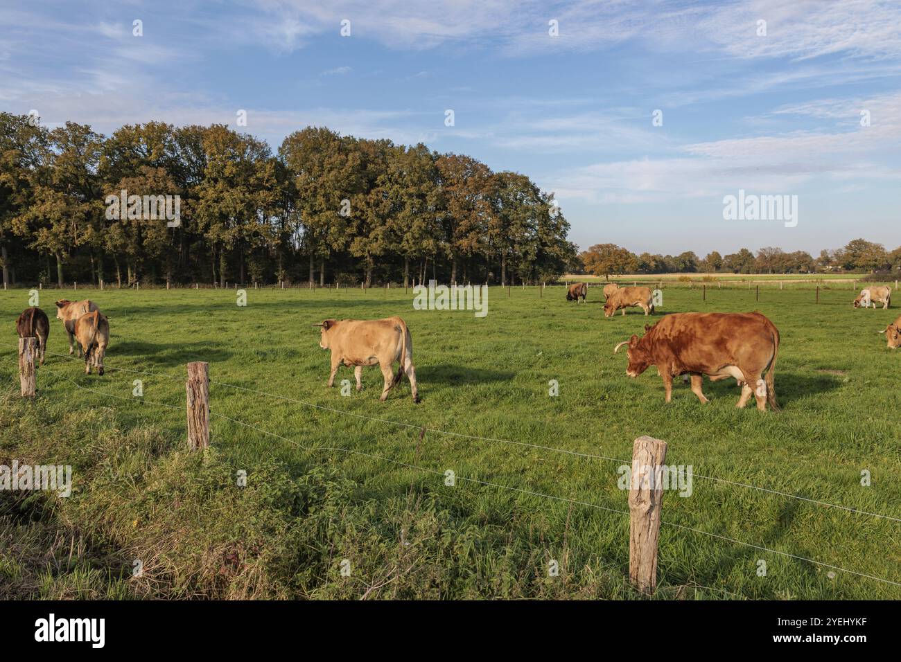 Plusieurs vaches qui paissent sur un pâturage, entourées d'arbres et d'un ciel bleu, borken, muensterland, allemagne Banque D'Images