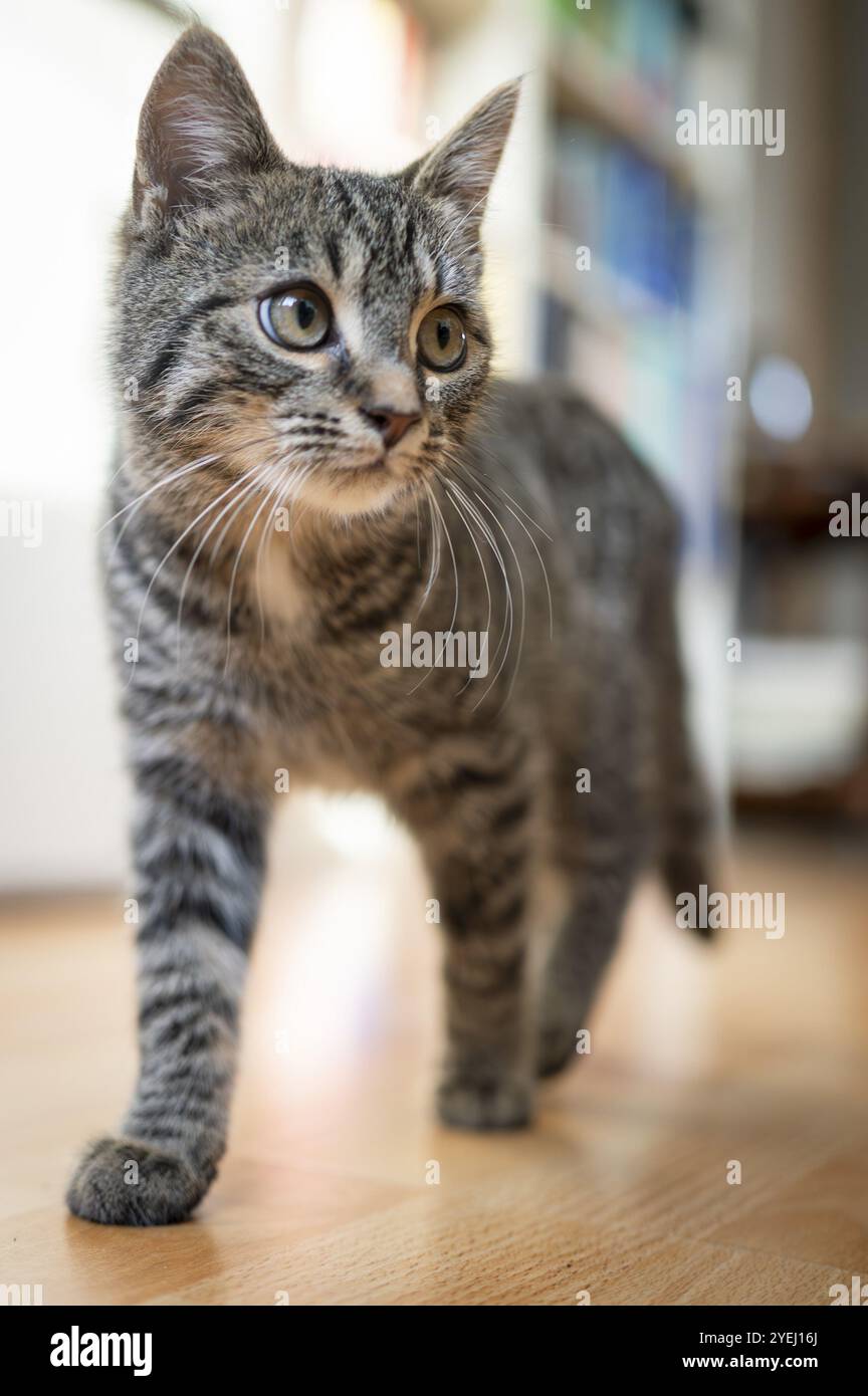 Tabby Kitten observe attentivement ses environs à l'intérieur Banque D'Images