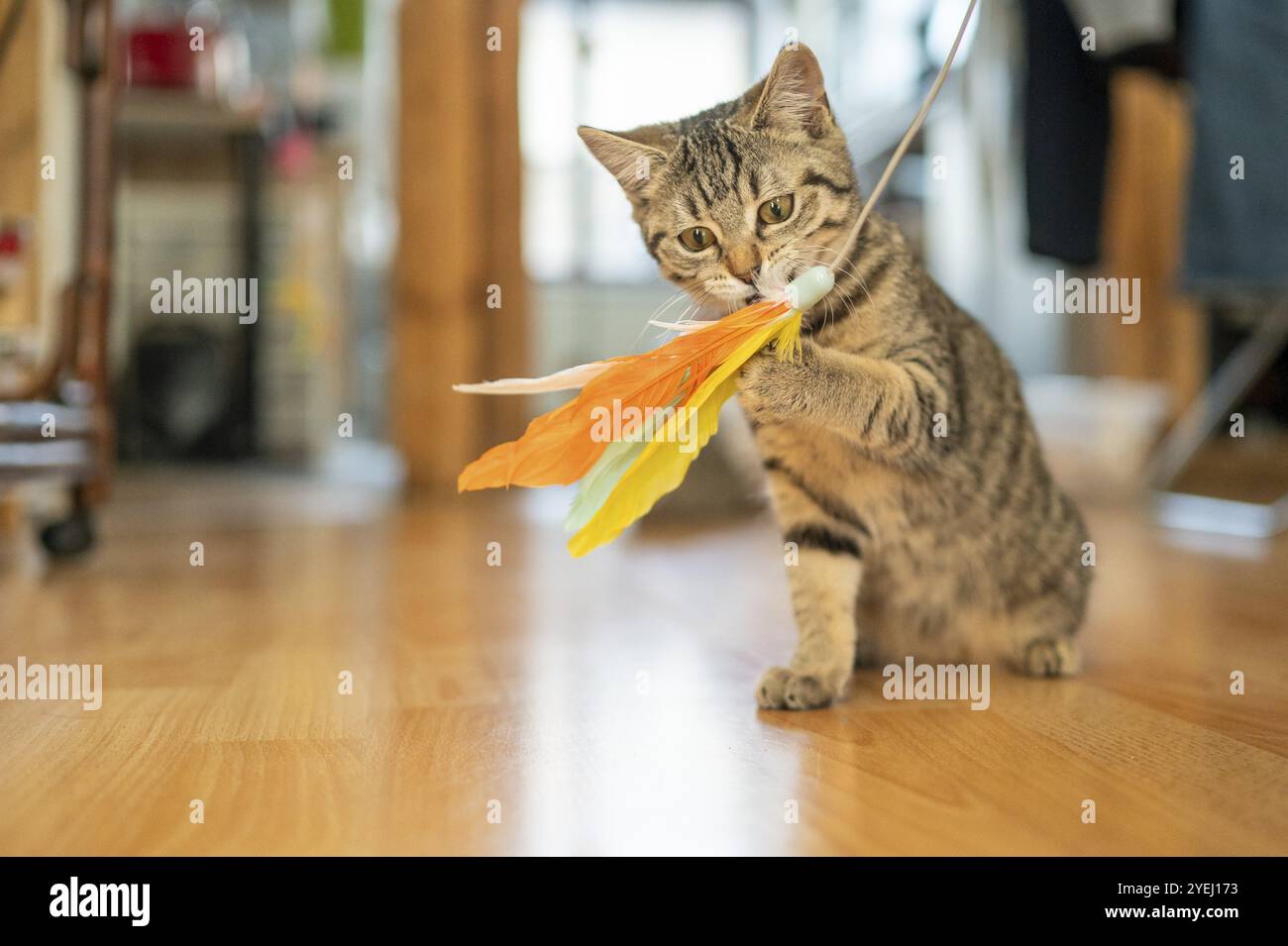 Chaton tenant un jouet de plumes coloré dans une pièce avec un plancher en bois Banque D'Images