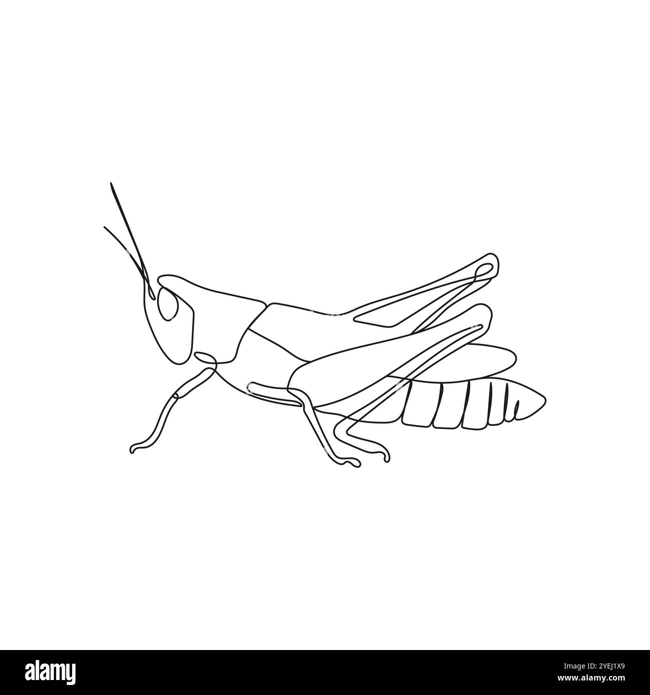 Insecte sauterelle dans un style de dessin de ligne. Illustration vectorielle minimale dessinée à la main. Illustration de Vecteur