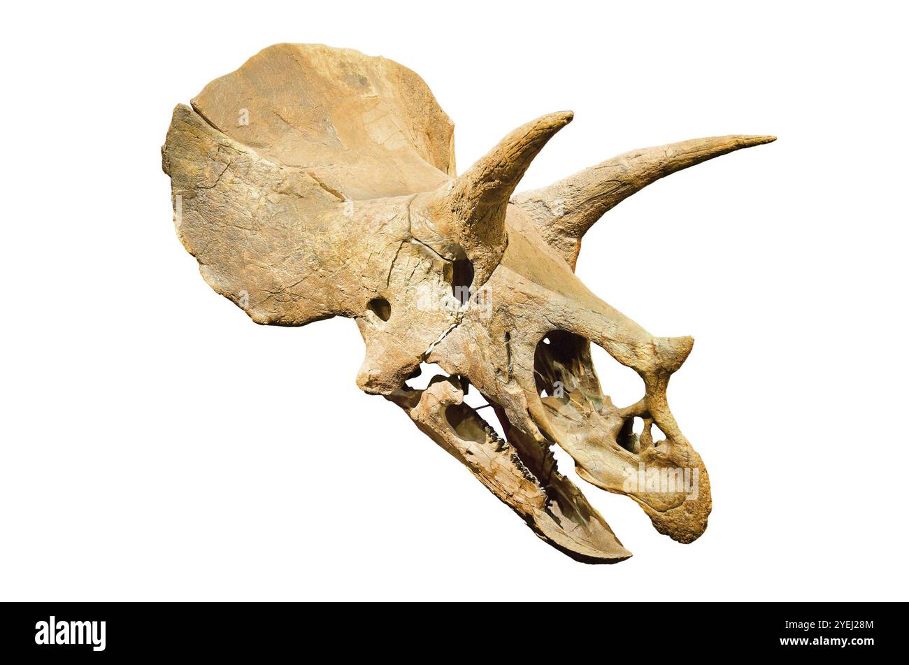 Squelette de dinosaure. Triceratops crâne sur fond blanc fond isolé Banque D'Images