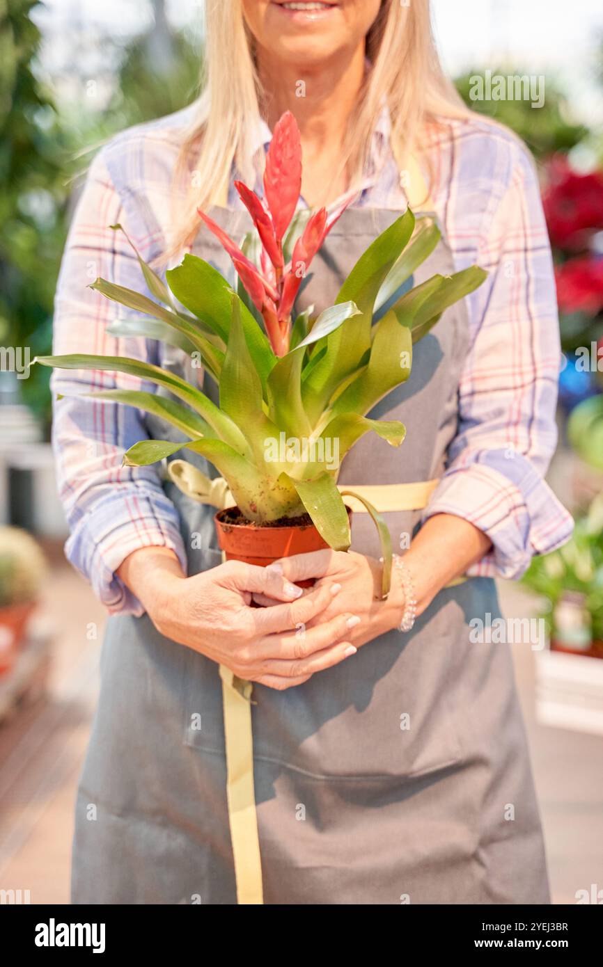 Femme méconnaissable travaillant dans un jardin coloré de fleurs de serre. Une femme caucasienne aux cheveux blancs tient un pot de fleurs dans ses mains. Banque D'Images