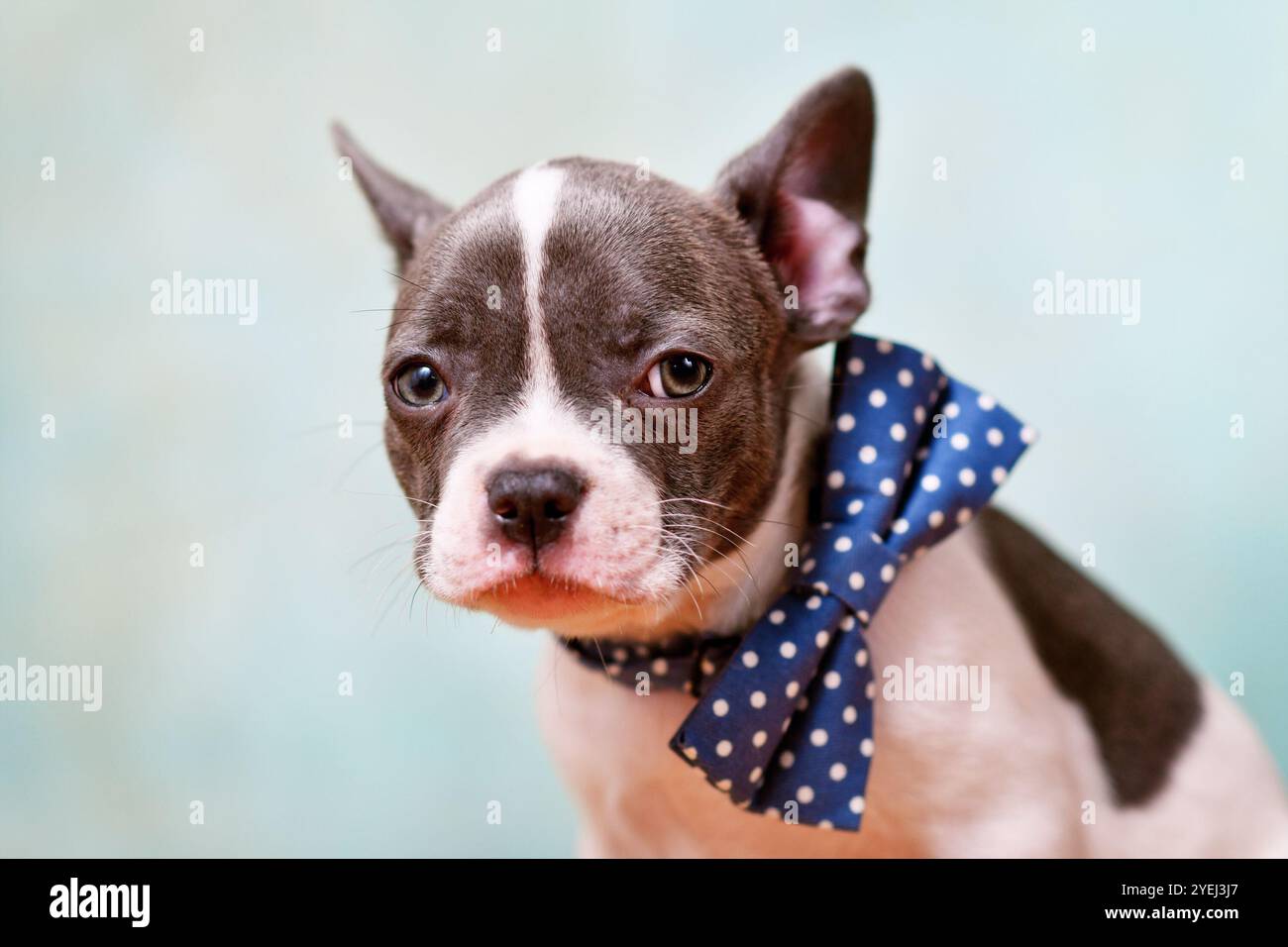 Portrait de pied bouledogue français chiot avec noeud papillon devant le fond vert menthe Banque D'Images