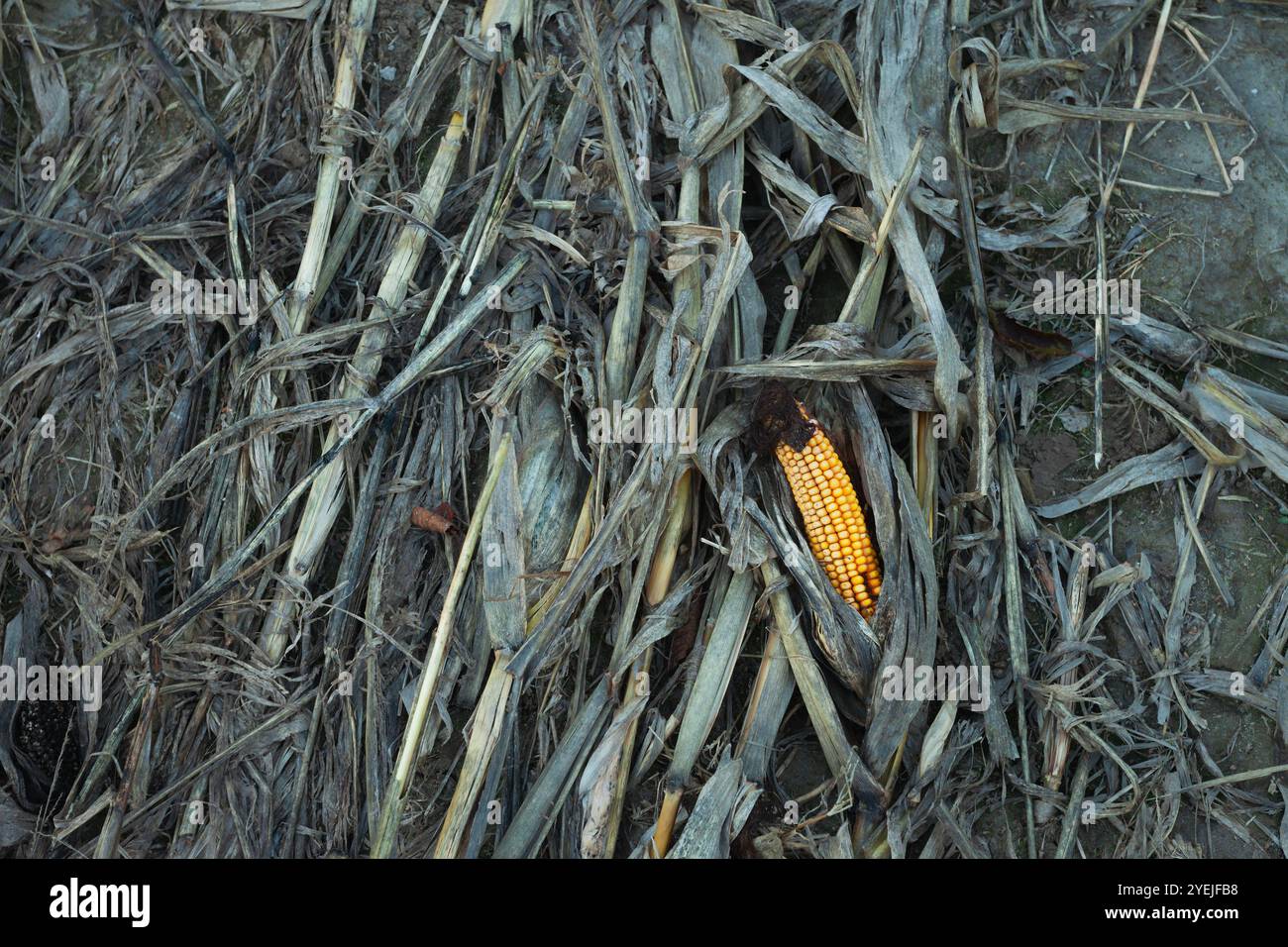 Un seul épi de maïs jaune repose sur le sol avec des feuilles et des tiges sèches Banque D'Images