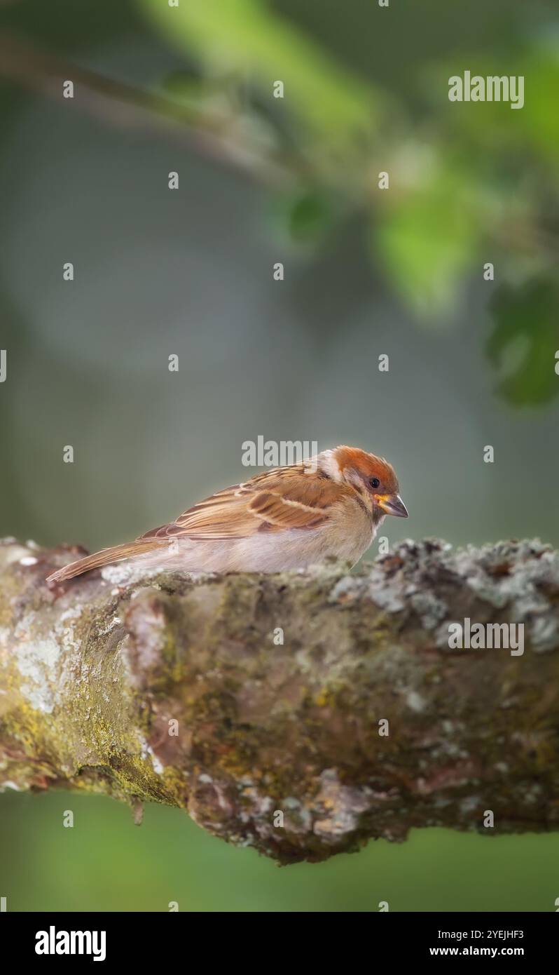 Oiseau, branche et extérieur dans l'arbre, la forêt et la perche avec profil dans la nature, la campagne et le repos au printemps. Animal aviaire, moineau et bois avec couleur Banque D'Images