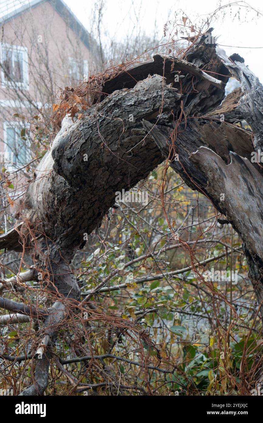 Arbre cassé dans le jardin de la villa Banque D'Images
