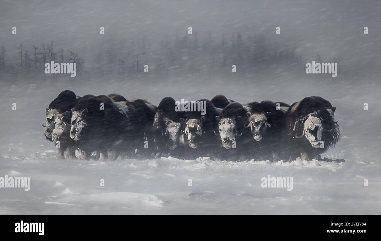 Bœufs musqués debout dans la neige pendant un blizzard en hiver. Groupe de bœufs musqués (Ovibos moschatus) debout côte à côte dans la neige Banque D'Images