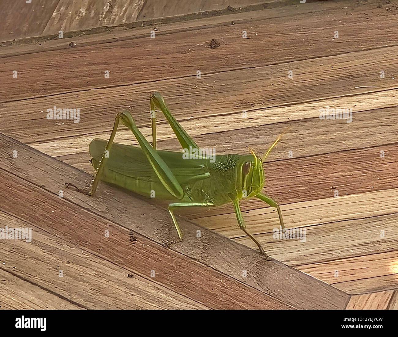 Une grande sauterelle verte. - Image de stock capturée avec un smartphone