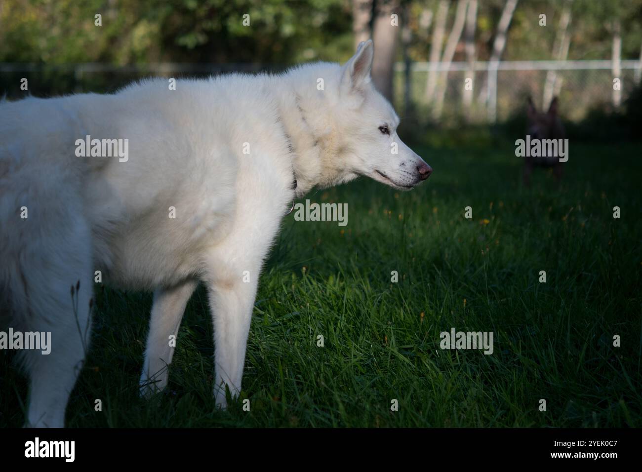 Husky sibérien blanc debout dans une cour d'herbe verte Banque D'Images