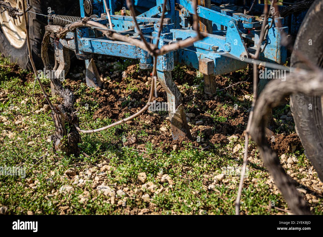 Neuville-sur-Seine (Nord-est de la France) : désherbage mécanique avec tracteur à cheval dans les vignobles de Champagne. Travaux sur les vignes au début du printemps Banque D'Images