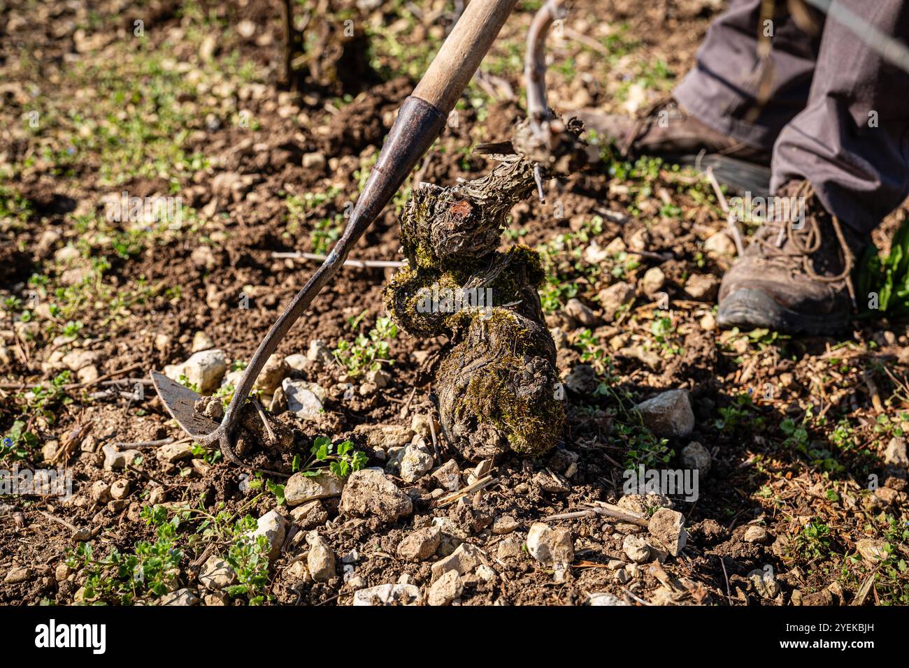 Neuville-sur-Seine (Nord-est de la France) : désherbage mécanique dans les vignobles de Champagne. Travaux sur les vignes au début du printemps Banque D'Images