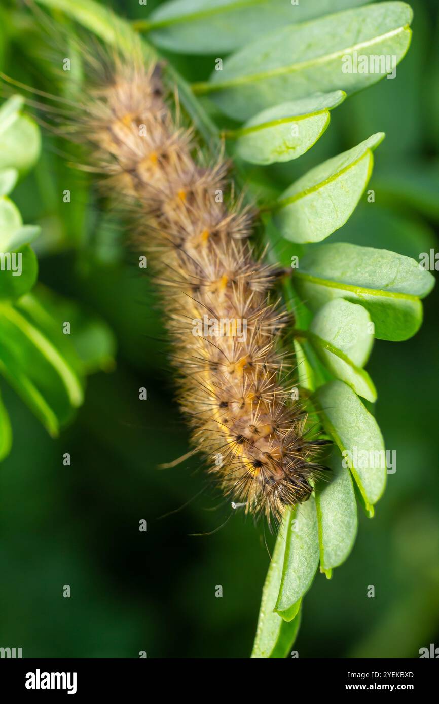 chenille poilue sur des feuilles vertes fraîches juteuses. chenille à fourrure sur fond flou doux. Banque D'Images