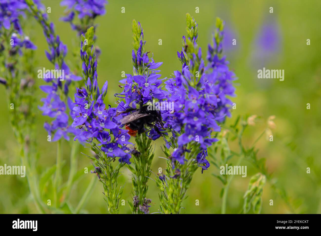 Bourdon assis sur une fleur de chardon, gros plan. Vue de face. Espèce Bombus. Banque D'Images