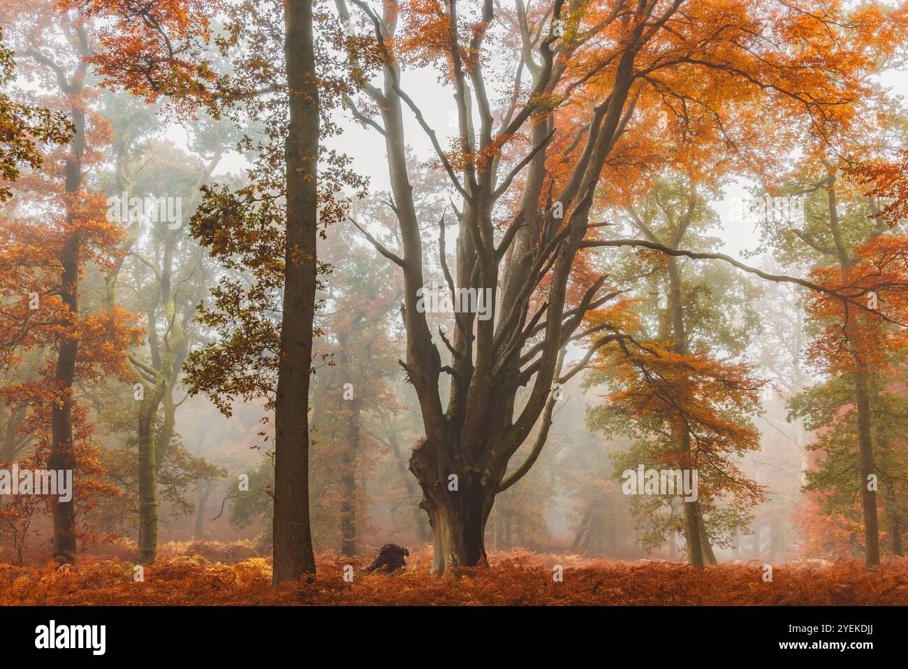 Un majestueux hêtre européen (Fagus sylvatica) se dresse au milieu des saumons automnaux dans une forêt brumeuse de Kinclaven, rayonnant une atmosphère sereine et enchanteresse Banque D'Images