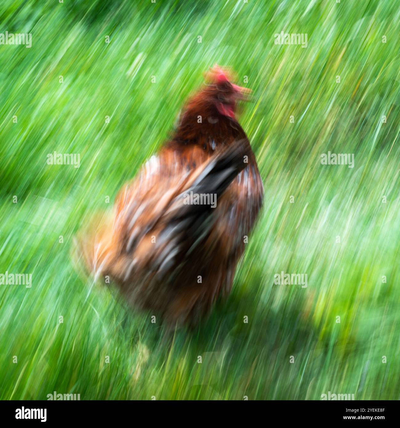 Poulet courir dans l'herbe, flou de mouvement intentionnel Banque D'Images