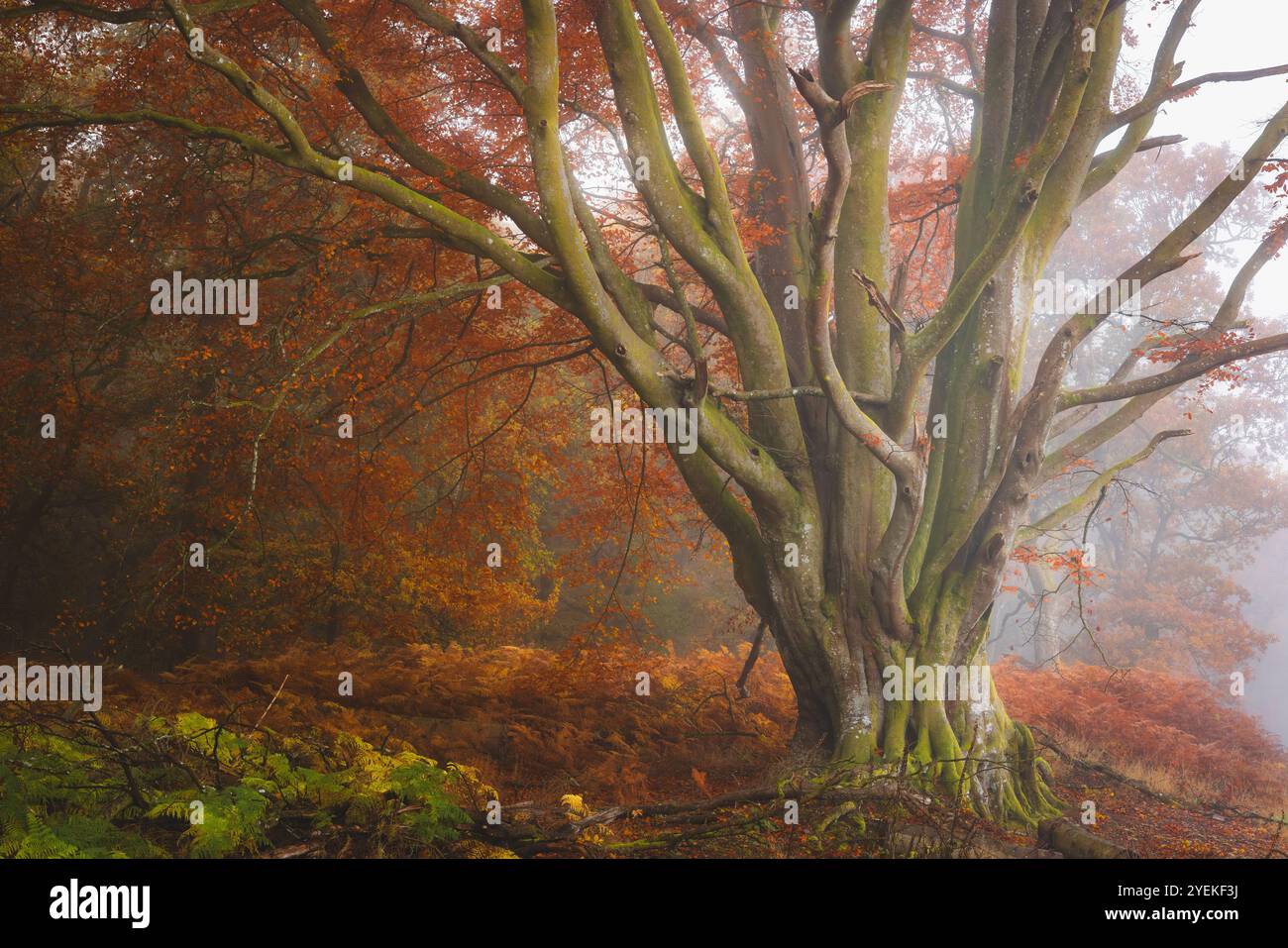 Un majestueux hêtre européen (Fagus sylvatica) se dresse au milieu des saumons automnaux dans une forêt brumeuse de Kinclaven, rayonnant une atmosphère sereine et enchanteresse Banque D'Images