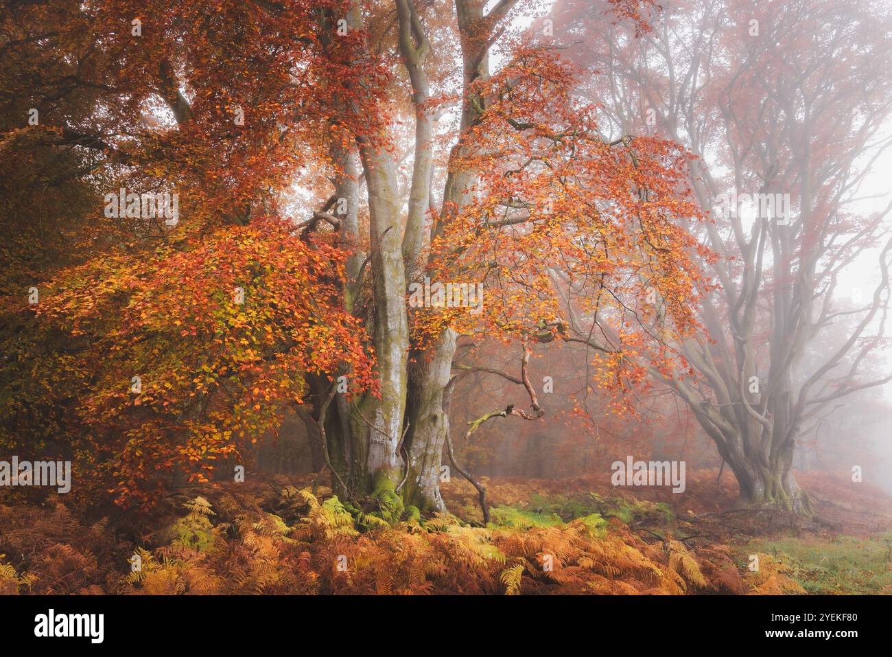 Un majestueux hêtre européen (Fagus sylvatica) se dresse au milieu des saumons automnaux dans une forêt brumeuse de Kinclaven, rayonnant une atmosphère sereine et enchanteresse Banque D'Images