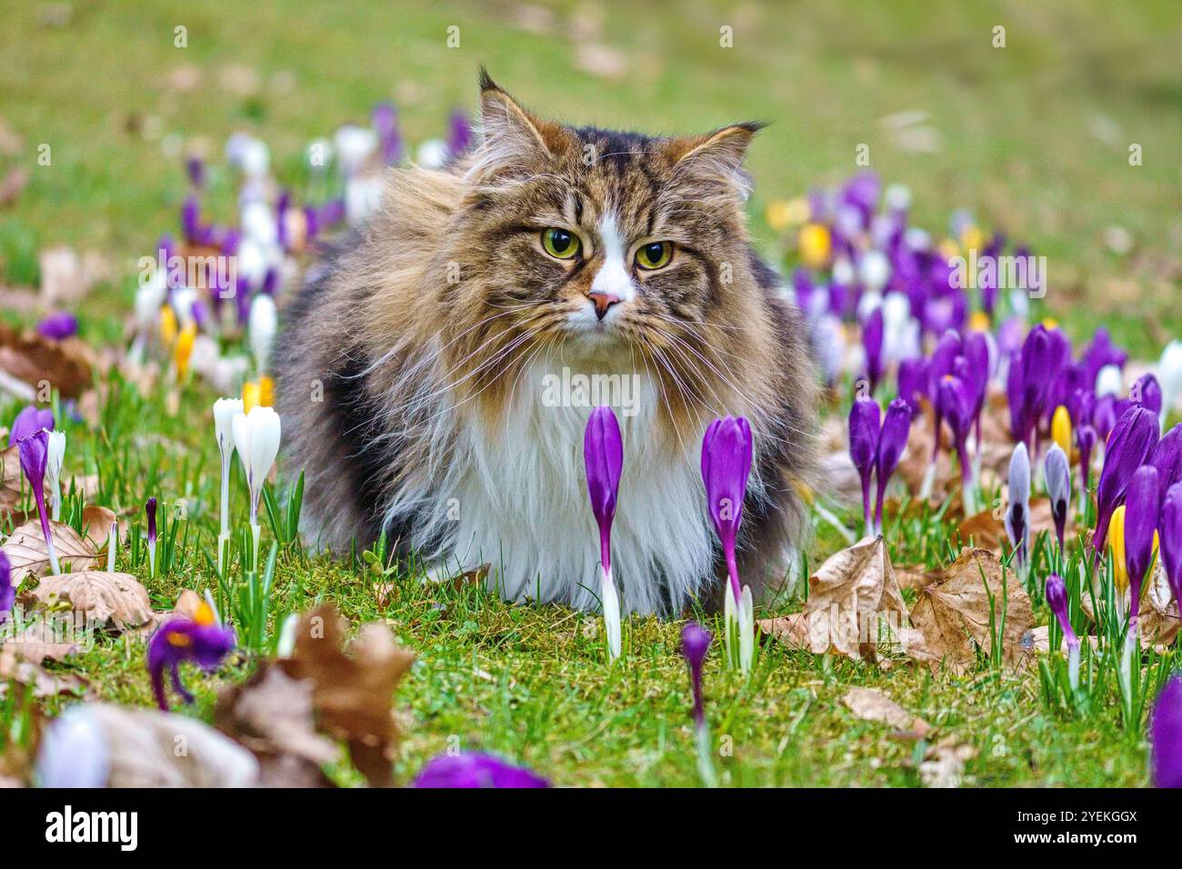 Un chat assis dans un parterre de fleurs plein de crocus violets et blancs sur l'herbe de printemps. Banque D'Images