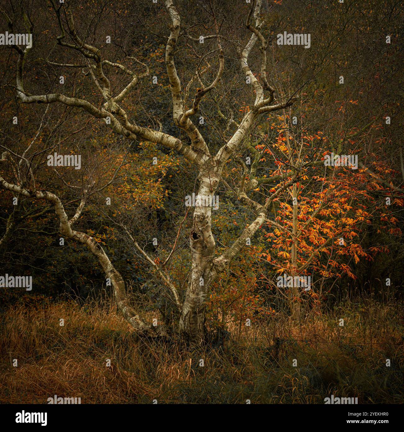 Bouleau argenté avec arbre d'automne et couleurs de feuilles le long du canal Caldon à Stockton Brook dans le Staffordshire, Royaume-Uni. Banque D'Images