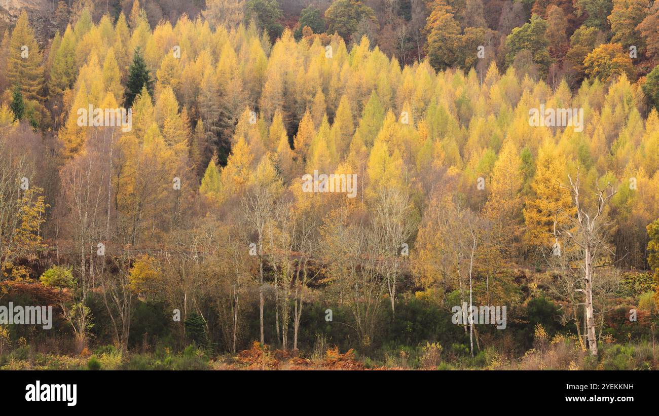 Une forêt d'automne dorée de mélèzes et de bouleaux européens crée un paysage paisible et dynamique dans le Perthshire, en Écosse. Banque D'Images