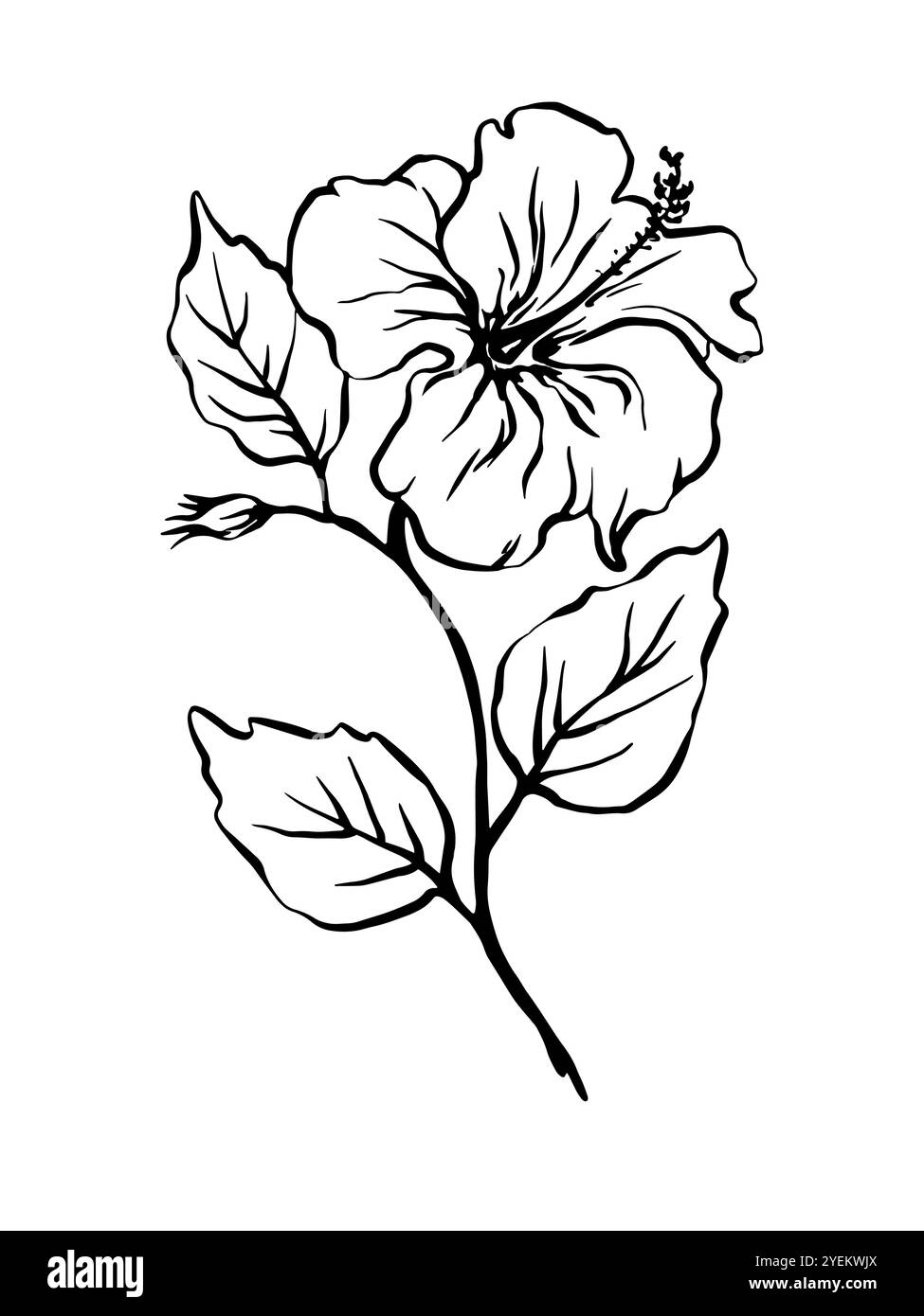 Fleurs et feuilles d'hibiscus dessinées à la main, illustration vectorielle monochrome de contour à main levée Illustration de Vecteur
