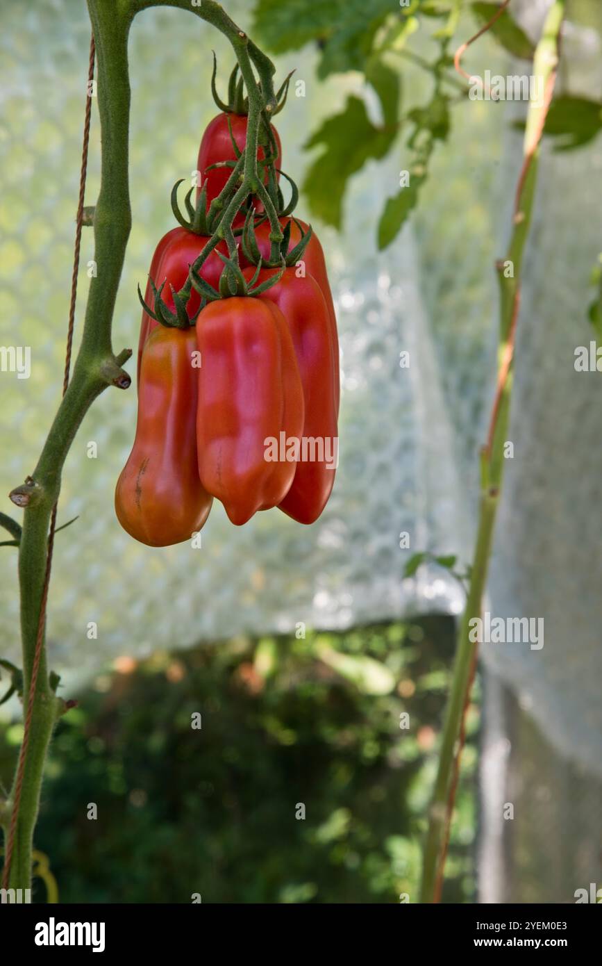 Tomates San Marzano poussant sur la vigne. Banque D'Images