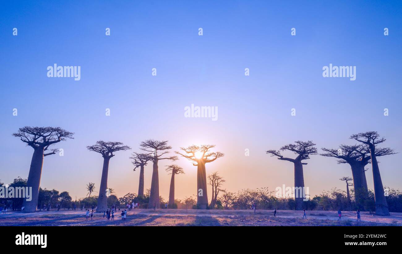 Morondava, Madagascar - 26 août 2024 : touristes et habitants se rassemblent pour prendre des photos ou jouer autour des baobabs sur l'avenue des baobabs pendant Banque D'Images