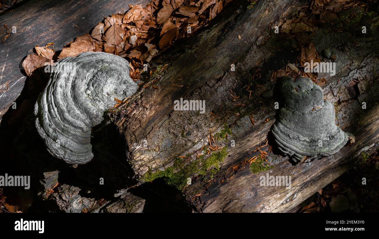 Une bûche de bois recouverte de mousse avec des grappes de champignons gris, éclairées par de doux rayons de soleil filtrant à travers la canopée de la forêt Banque D'Images