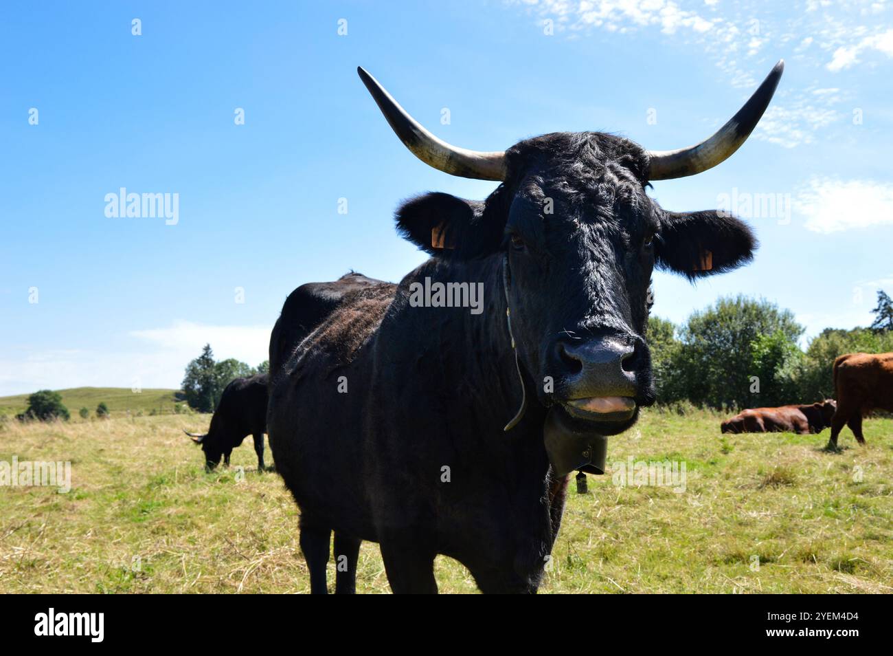 Vache Salers noire dans le pâturage de montagne Banque D'Images