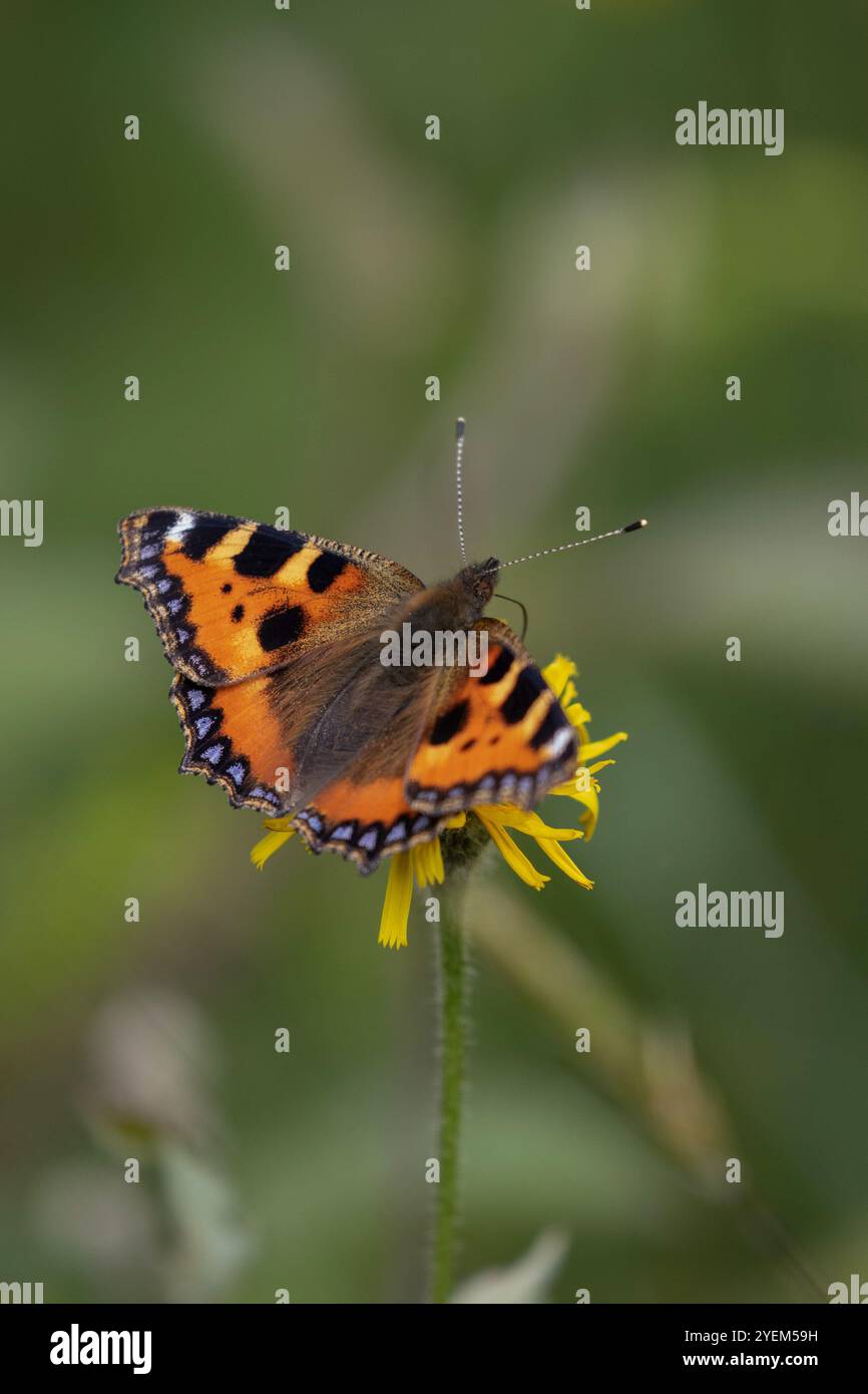 Petit papillon écaille - Aglais urticae Banque D'Images