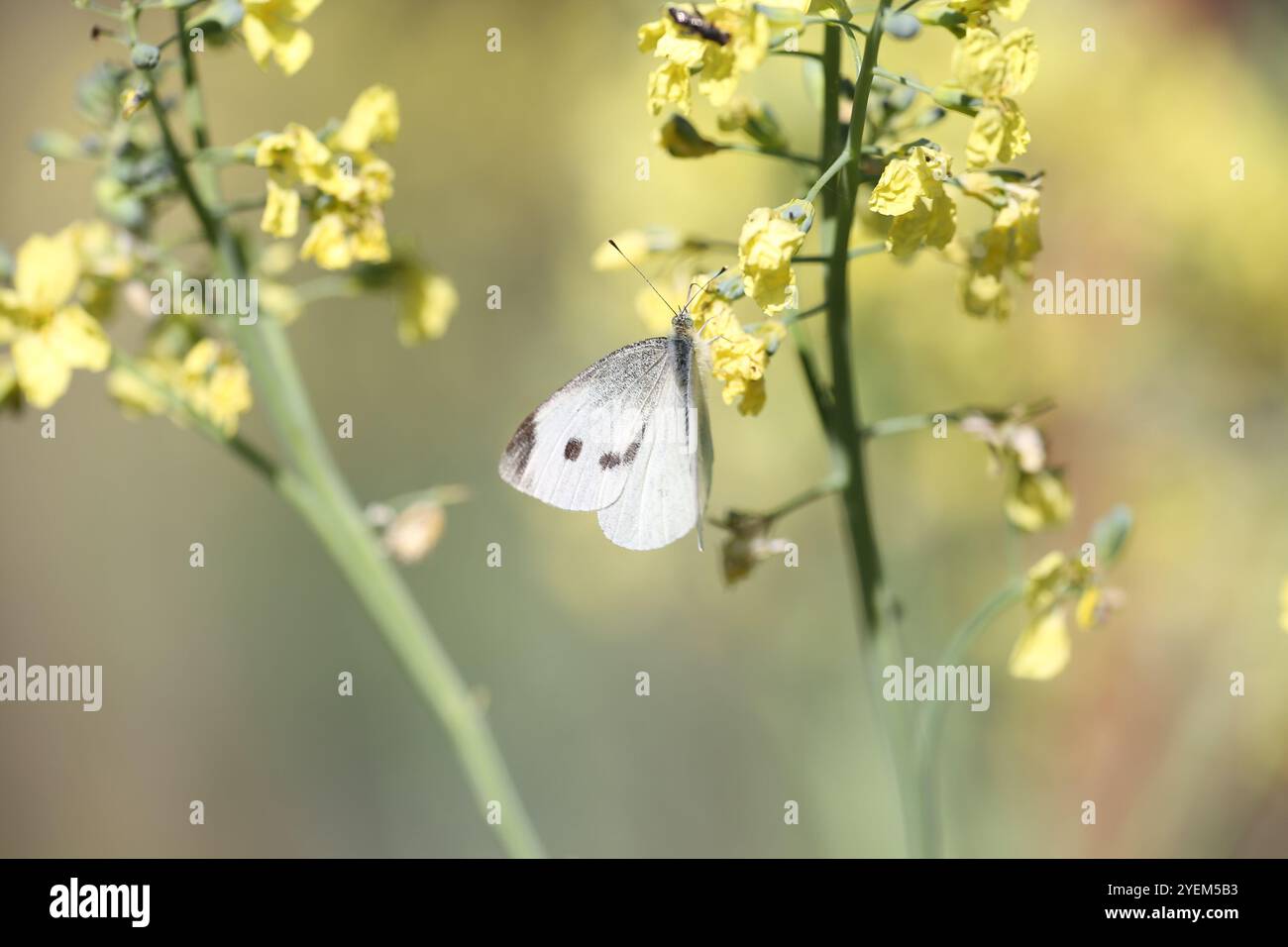 Petite femelle papillon blanc - Pieris rapae Banque D'Images