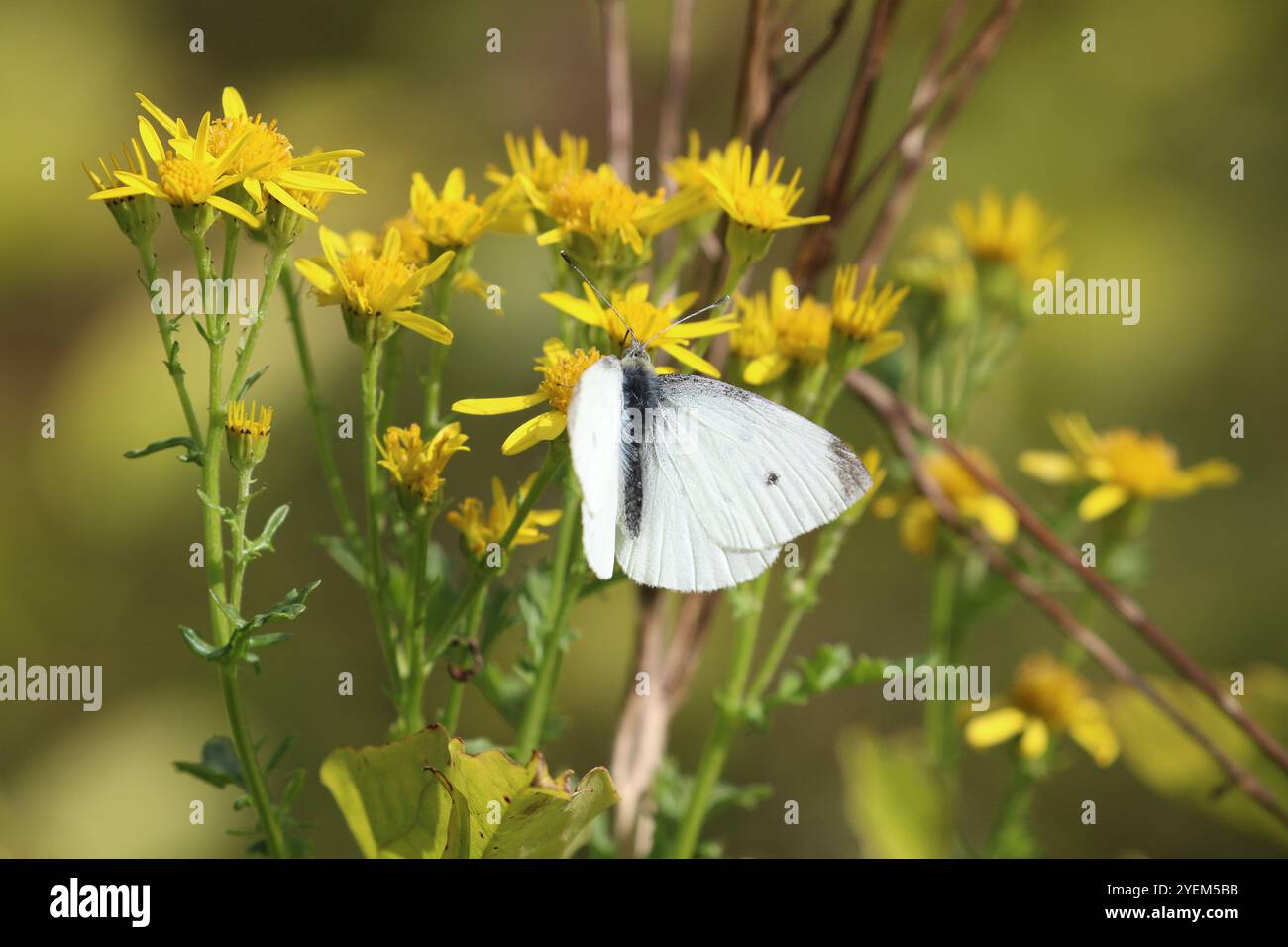 Couvain d'été mâle petit papillon blanc - Pieris rapae Banque D'Images