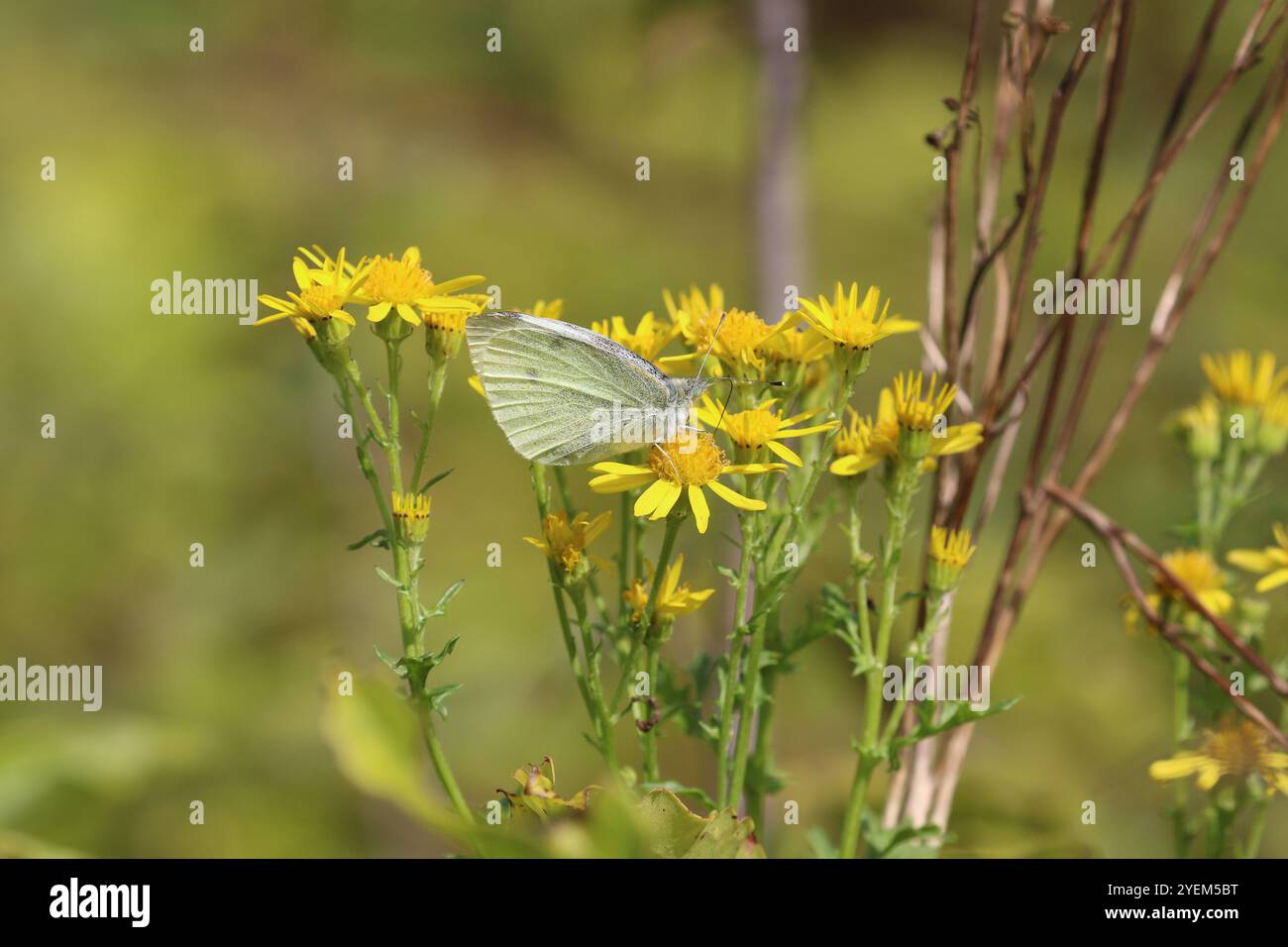 Couvain d'été mâle petit papillon blanc - Pieris rapae Banque D'Images