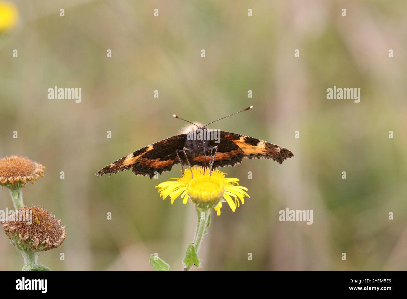 Petit papillon écaille - Aglais urticae Banque D'Images