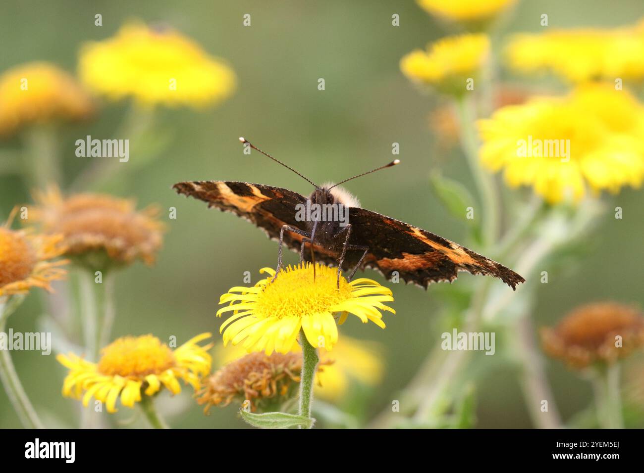 Petit papillon écaille - Aglais urticae Banque D'Images