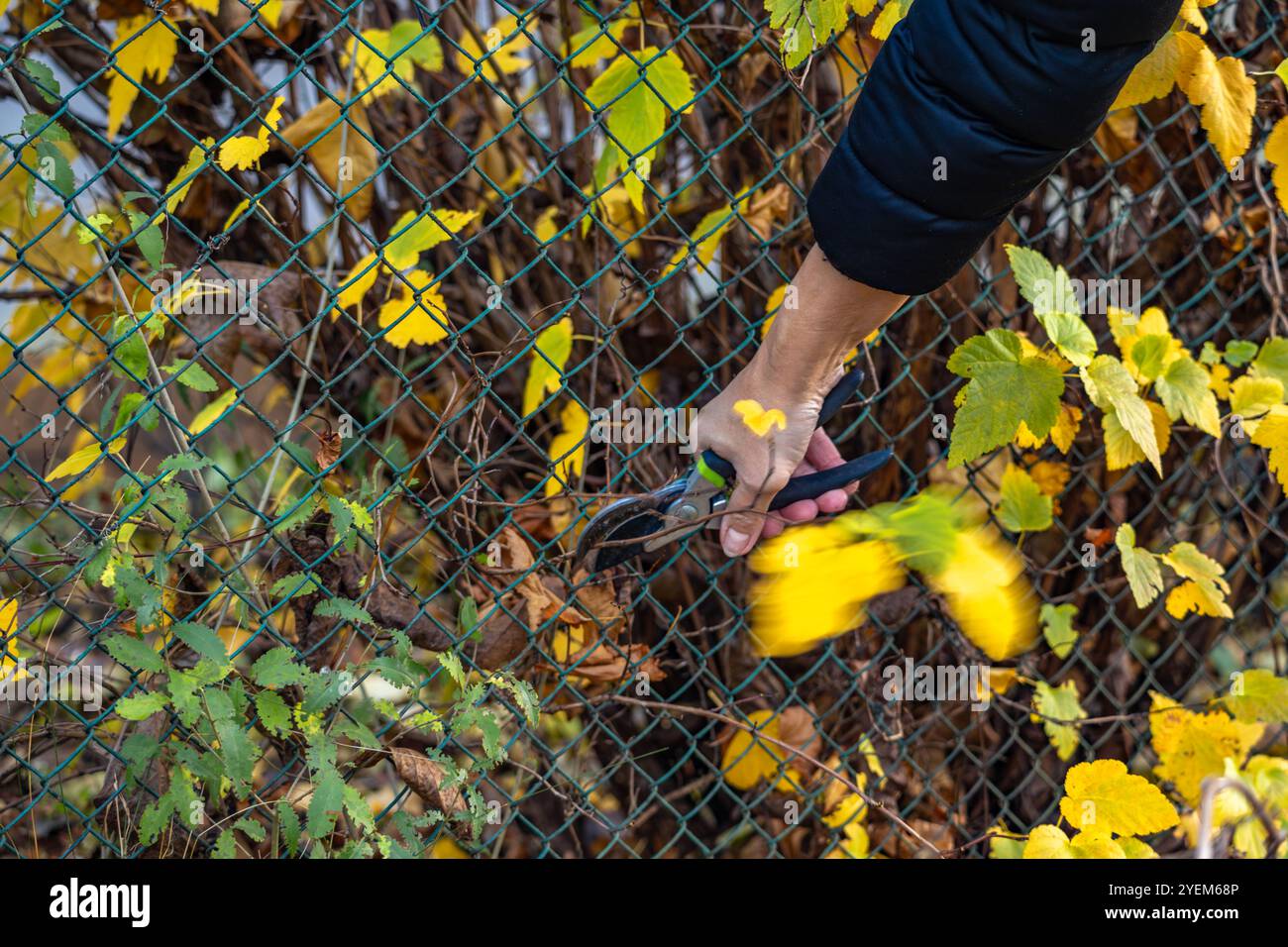 Soin des arbustes et des arbres avant l'hiver, tailler les branches avec des ciseaux dans le jardin Banque D'Images