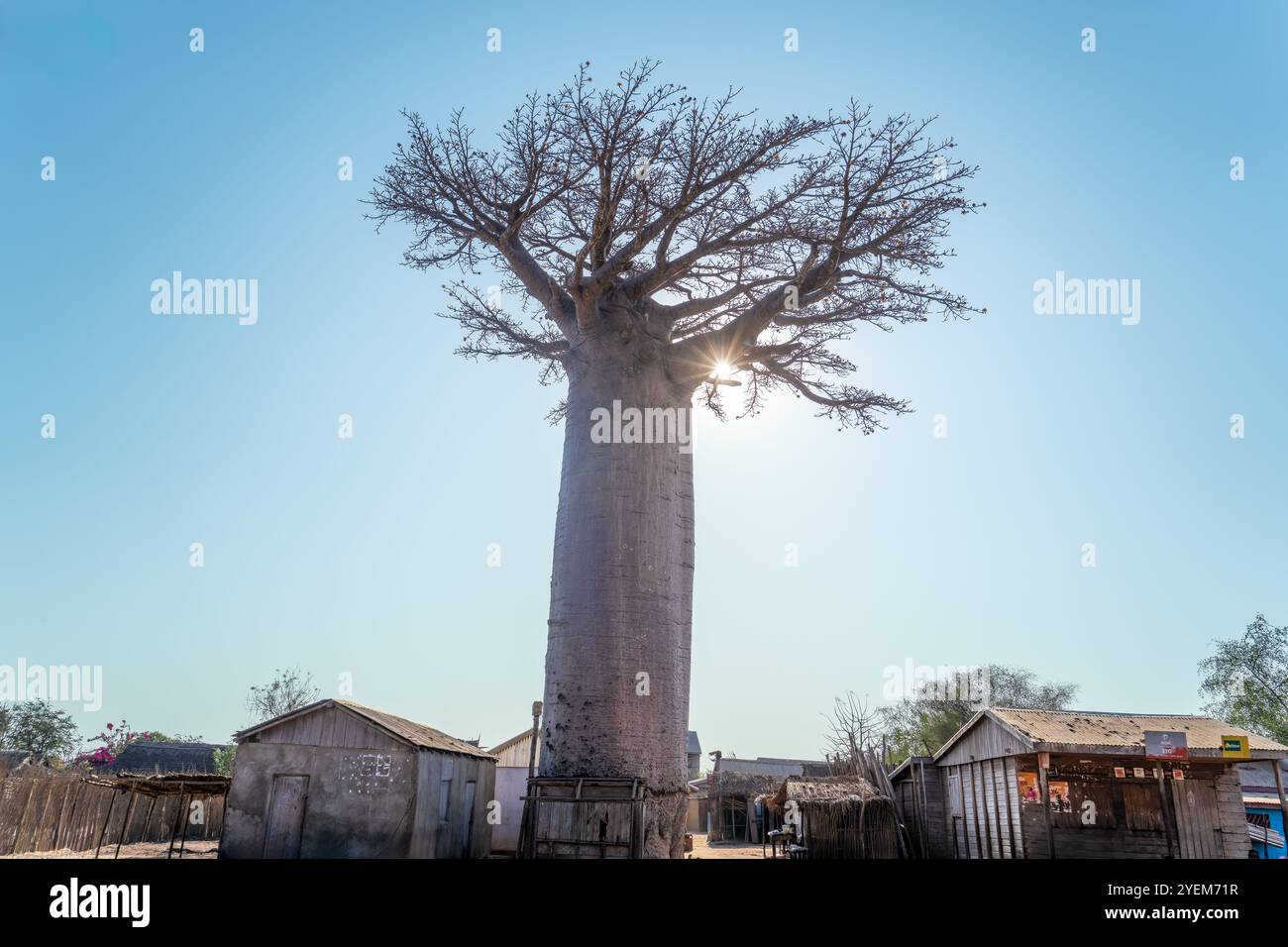 Morondava, Madagascar - 26 août 2024 : un imposant baobab se dresse haut contre un ciel bleu clair, avec la lumière du soleil jetant un coup d'œil à travers ses branches. LOCA Banque D'Images