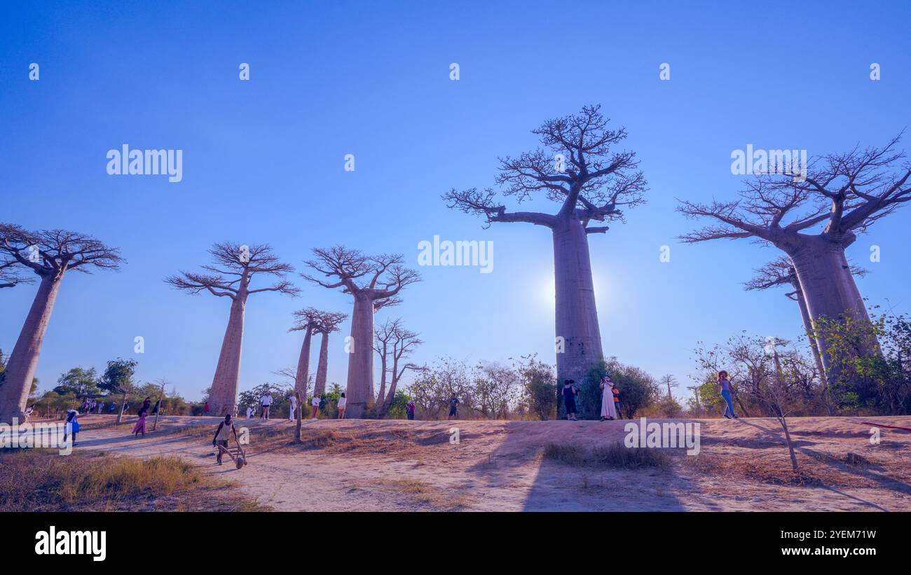 Morondava, Madagascar - 26 août 2024 : touristes et habitants se rassemblent pour prendre des photos ou jouer autour des baobabs sur l'avenue des baobabs pendant Banque D'Images