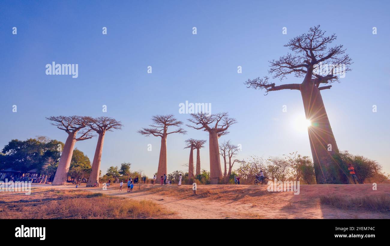 Morondava, Madagascar - 26 août 2024 : touristes et habitants se rassemblent pour prendre des photos ou jouer autour des baobabs sur l'avenue des baobabs pendant Banque D'Images