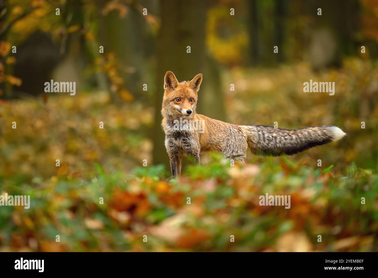 Renard se déplaçant dans la nature automnale. Banque D'Images