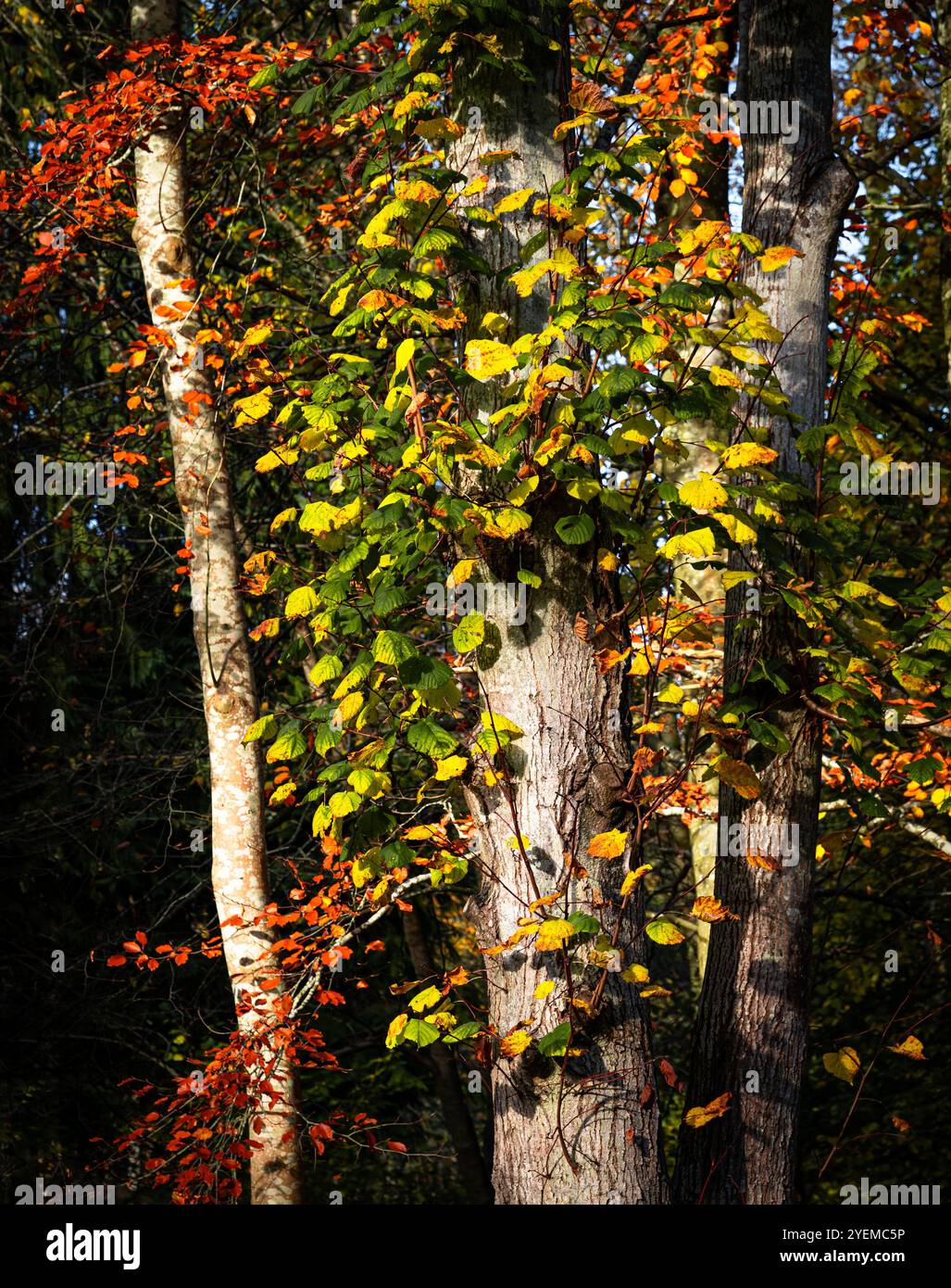 Hêtres d'automne (Sapindacoae) à Roslin Glen, Midlothian, Écosse, Royaume-Uni Banque D'Images