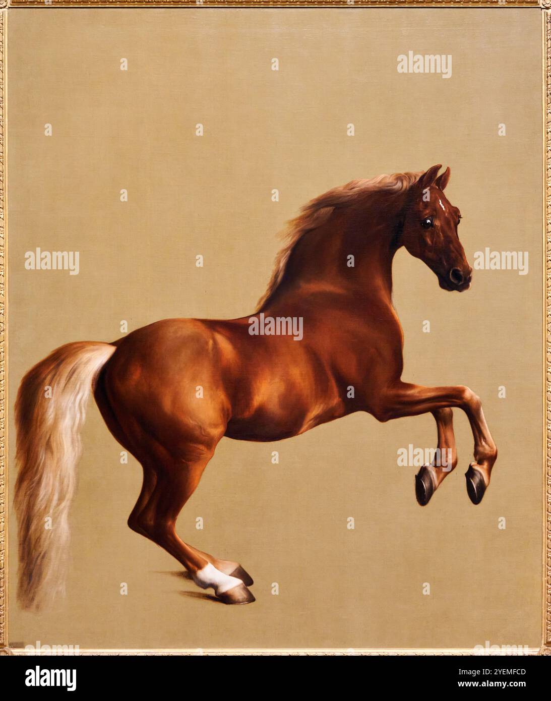 Whistlejacket, vers 1762, George Stubbs (1724-1806), The National Gallery, Londres, ROYAUME-UNI Banque D'Images