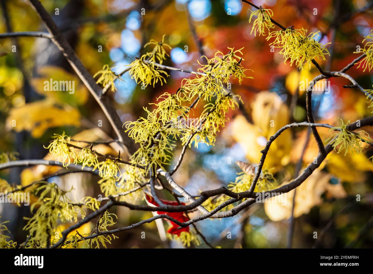 Les fleurs de noisette sorcière fleurissent avec les couleurs d'automne de la forêt à Toronto, Ontario, Canada Banque D'Images