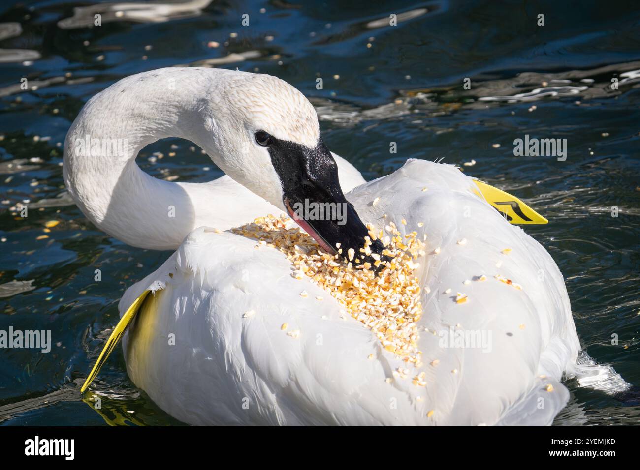 Un cygne trompettiste mange du maïs fissuré qui s'est accidentellement retrouvé sur son dos après avoir nagé sous un ornithologue l'ayant nourri au parc Humber Bay à Toronto, EN ONTARIO. Banque D'Images