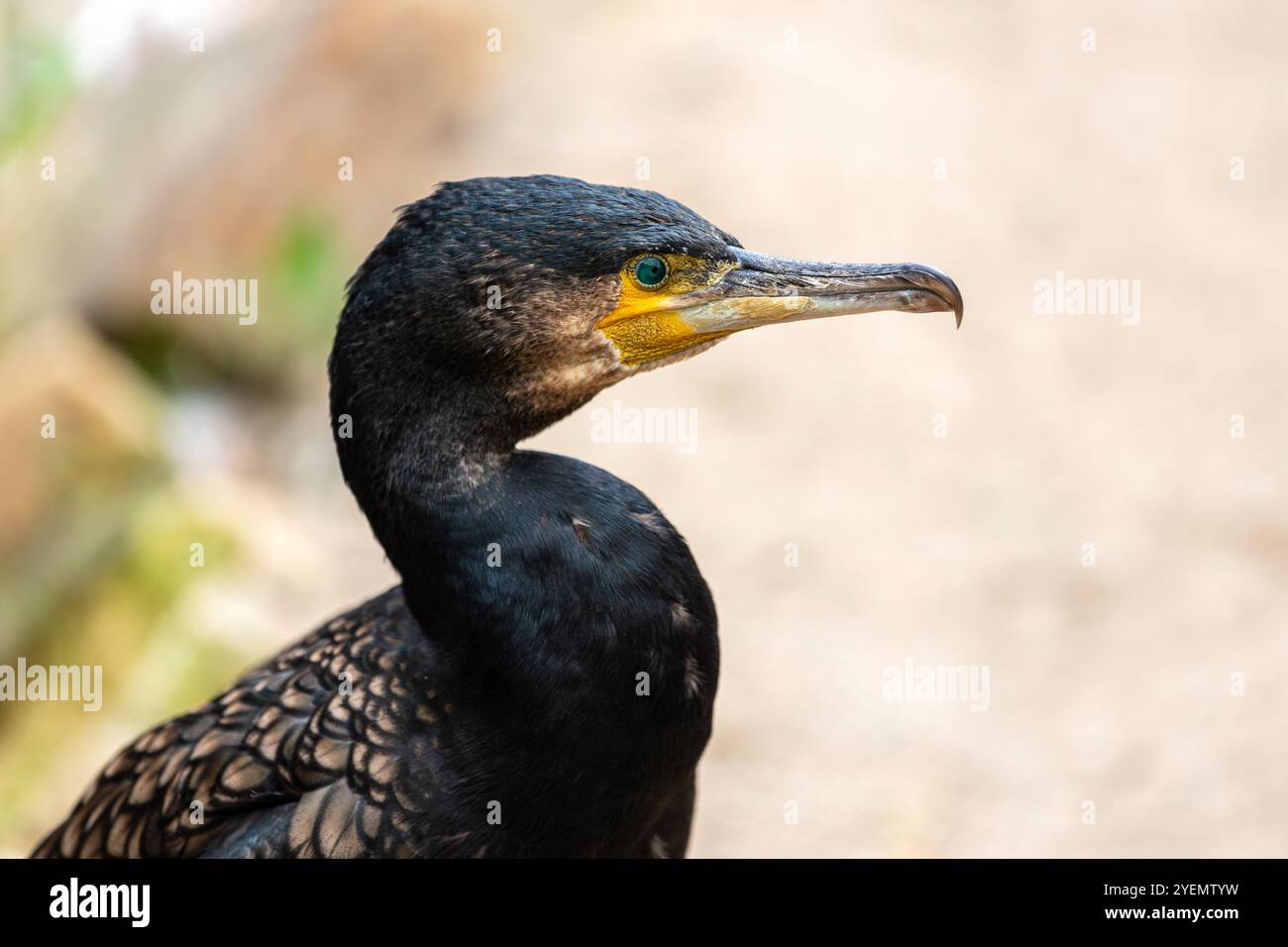 Portrait de grand cormoran noir adulte, Phalacrocorax carbo, shag noir, kawau Banque D'Images