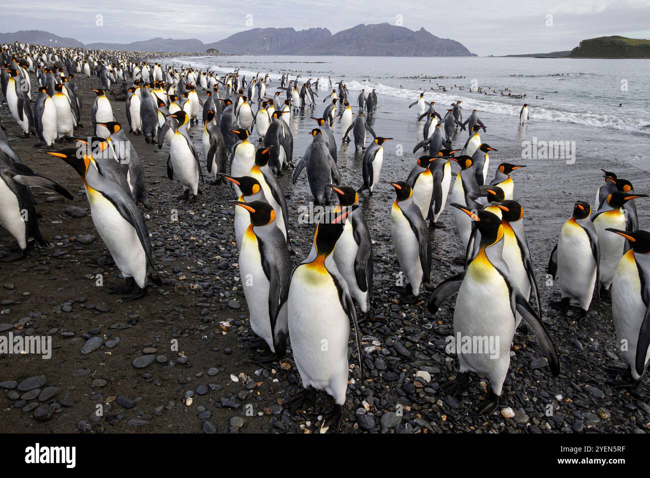 Manchots royaux (Aptenodytes patagonicus) sur la plage à la colonie de reproduction et de nidification des plaines de Salisbury dans la baie des Isles, Géorgie du Sud Banque D'Images