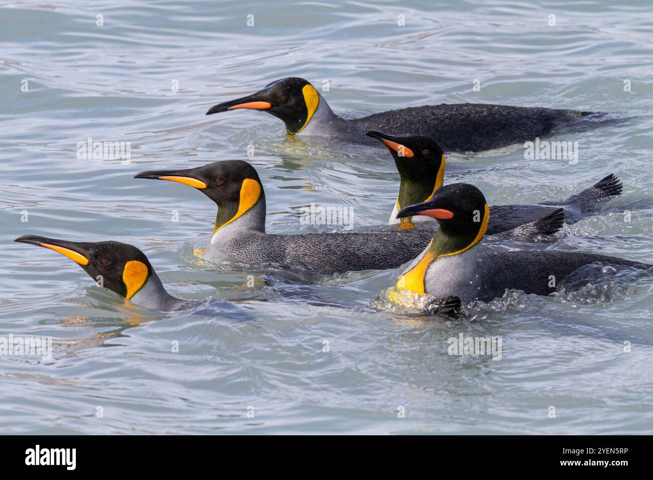 Manchots royaux (Aptenodytes patagonicus) nageant près de la plage de nidification de Salisbury Plain, Géorgie du Sud. Banque D'Images