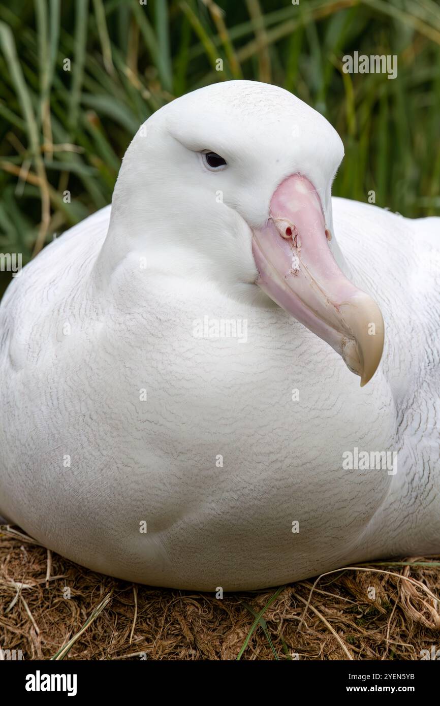 Albatros errants adultes (Diomedea exulans) au site de nidification sur l'île prion dans la baie des Isles, en Géorgie du Sud. Banque D'Images